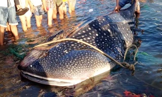 Cá nhám hơn tấn được đưa về Viện Hải dương học Nha Trang