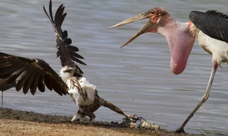 Mục kích cò lớn châu Phi quyết chiến cùng đại bàng