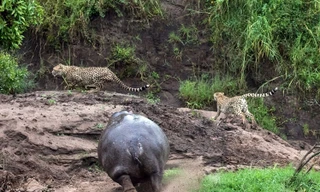 Cận cảnh hà mã giận dữ truy sát báo gấm xâm phạm lãnh địa