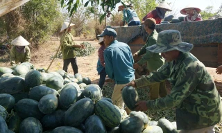 Mùa dưa “Đắng”.