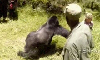 Con khỉ đột xông tới và đẩy ngã Cosgriff. Ảnh: Youtube.