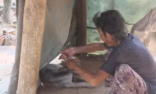 Cụ bà 80 tuổi luyện chó đi giao hàng ở Tây Ninh