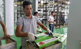 Vải được đóng vào thùng trước khi đưa vào hệ thống chiếu xạ tại tại Trung tâm chiếu xạ Hà Nội. Ảnh: Phạm Anh.