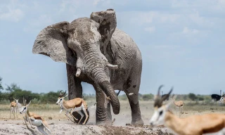 Voi khổng lồ dùng vòi quét linh dương chiếm chỗ tắm bùn