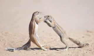 Tròn mắt xem sóc châu Phi 'đấu võ' ngoạn mục trên cát