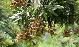 Ảnh minh họa: Internet.