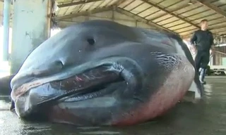 Bắt được cá mập miệng rộng khổng lồ cực hiếm ở Nhật Bản