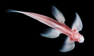 Loài cá hang động đi bộ tìm thấy ở Thái Lan. Ảnh: Wired.