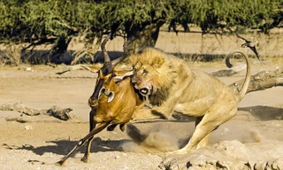 Lạnh người cảnh tượng sư tử hạ sát linh dương