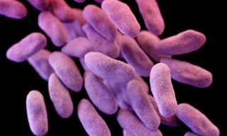 Siêu vi khuẩn kháng thuốc đang là mối đe dọa lớn với loài người.