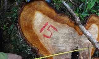 Hàng chục gốc pơ mu quý hiếm bị đốn hạ.