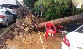 Cây xà cừ có đường kính 50cm bị gió quật ngã.
