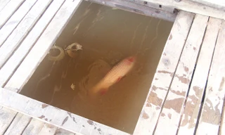 Hiện tượng cá chết hàng loạt do thiếu oxy.