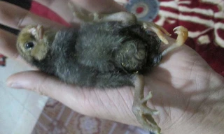 Gà con 4 chân gây xôn xao.