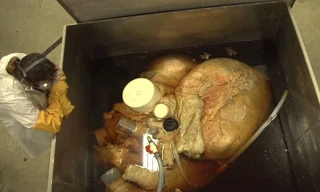 Trái tim khổng lồ của cá voi xanh. Ảnh: Bussiness Insider.