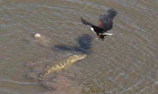 Cận cảnh ưng biển liều mạng cướp mồi từ hàm cá sấu