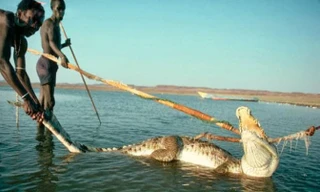 Săn lùng cá sấu để ăn thịt.