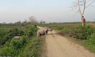 Nhận thấy nhân viên kiểm lâm đi vào gần lãnh thổ của mình, con tê giác đã quyết định đuổi theo. Nguồn: Caters News Agency.