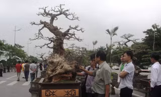 Cây trắc cảnh có tuổi đời tới hàng trăm năm.
