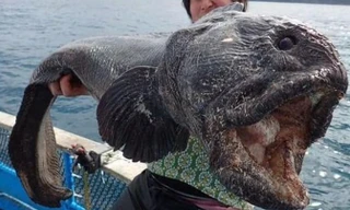 10 loài quái vật biển sâu kỳ dị nhất hành tinh