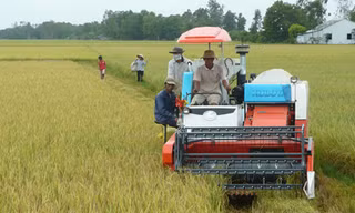 Máy đỏ (máy gặt đập liên hợp của Nhật) trên đồng ruộng Cầu Ngang