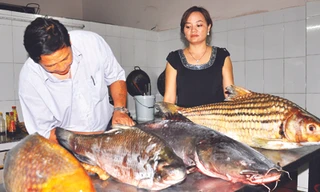 Cá quý nước ngọt trước nguy cơ tuyệt chủng