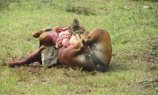 Bò của người dân chết do ô nhiễm từ Nhà máy đạm Ninh Bình