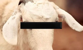 Bị ngồi tù 6 tuần vì "làm bậy" với dê