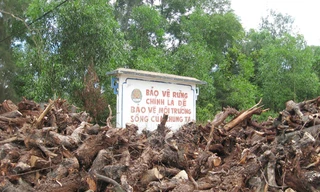 Trắng rừng vì… titan