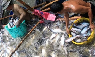 Sản xuất, kinh doanh cá tra: Vẫn bấp bênh, chao đảo