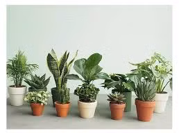 7 loại cây cảnh mang năng lượng tích cực khi trồng trong nhà