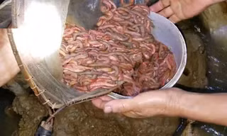 Lội ruộng săn rươi thu tiền triệu mỗi đêm