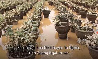 'Thủ phủ' hoa Tết Quảng Ngãi xơ xác sau lũ