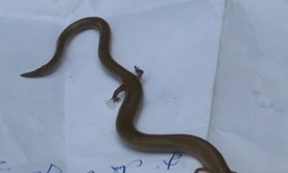 Phát hiện 'rắn lạ' bốn chân tại Khánh Hòa