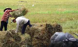 Thu hoạch lúa ở ĐBSCL