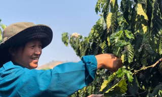 Nhờ vay vốn NHCS, gia đình chị Y Chính xã Đăk Ui huyện Đăk Hà đã thoát nghèo cùng cây cà phê. Ảnh: KH