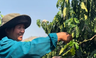 Nhờ vay vốn NHCS, gia đình chị Y Chính xã Đăk Ui huyện Đăk Hà đã thoát nghèo cùng cây cà phê. Ảnh: KH