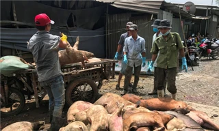 Đến nay, TPHCM đã có hơn 17.000 con lợn bị tiêu hủy do dịch