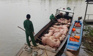 Heo lậu từ Campuchia sang bị bắt quả tang