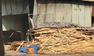 Nguyên vật liệu được tập kết về để sản xuất gỗ ép