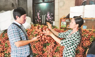 Sản lượng vải thiều Bắc Giang năm 2019 có giảm, nhưng dự báo sẽ giá cao. Ảnh: Bình Phương