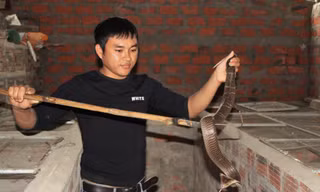 “Vua” rắn làng
