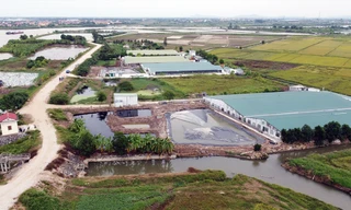 Toàn cảnh 8 trang trại chăn nuôi lợn tại xã Dũng Tiến (Vĩnh Bảo, Hải Phòng)