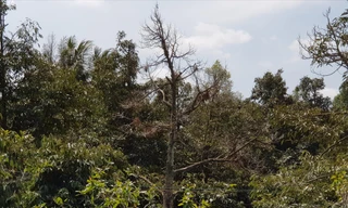 Mùa khô 2019-2020, vùng ĐBSCL có gần 10.000ha sầu riêng bị ảnh hưởng. Ảnh: CẢNH KỲ