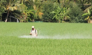 ĐBSCL vẫn bán và sử dụng... vô tư chất diệt cỏ có thể gây ung thư