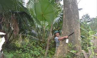 Ông Đinh Ngọc Loan bên một cây dó