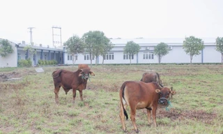 Dự án Bệnh viện Đa khoa Ngọc Linh trở thành nơi chăn thả trâu bò sau nhiều năm “đắp chiếu”