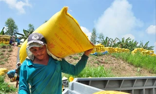 Lúa Đông Xuân tại ĐBSCL chuẩn bị vào đợt cao điểm thu hoạch nhưng còn bế tắc đầu ra. Ảnh: Hòa Hội