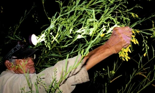 Ông Lê Thành Thăng dù đã U80 nhưng vẫn tham gia hái bông điên điển xuyên đêm Ảnh: Kim Hà 