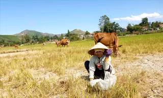 Bà H’ Nghen Niê (buôn Phung xã Cư Pui) cho bò ăn cả 5 sào lúa